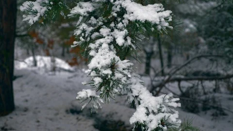 Close-up Snowflakes on Pine Tree Branch in the Wood. Snow Covered Forest on Wint Stock Footage 103054793