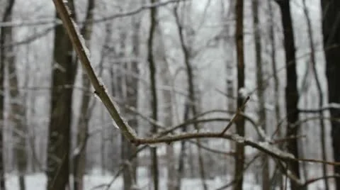 Close Up Snowy Branch Stock Footage 10577251
