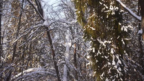 A close up of a snowy forest with snowcovered trees Vidéo 265011010