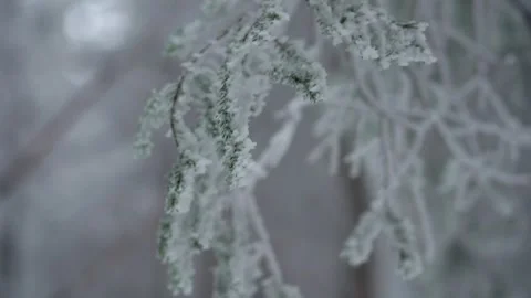 Close Up of a Snowy Forest in Winter Stock Footage 277677059