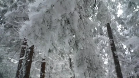 Close Up of a Snowy Forest in Winter Stock Footage 277677076