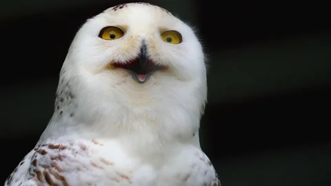 Close up of snowy owl Stock Footage 139345119