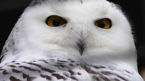 Close up of Snowy owl Stock Footage 140620738