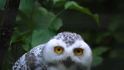  Close up of Snowy owl  Stock Footage 217396824