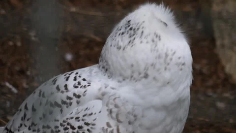  Close up of snowy owl  Stock Footage 252549404