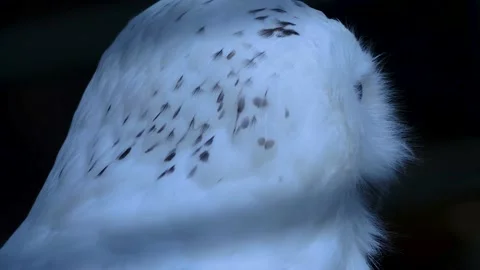 Close up of Snowy owl head  Video stock 141276917