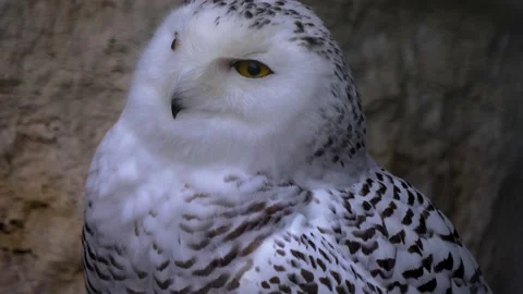 Close up of Snowy owl head Stock Footage 143416684