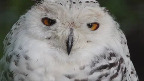 Close-up of an Snowy owl looking at the camera Stock Footage 277336446