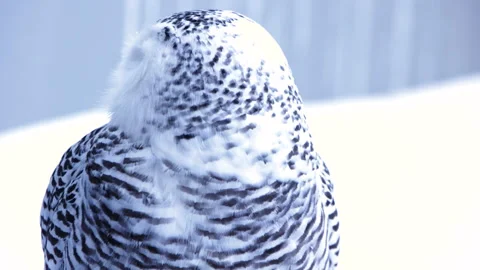 Close up of a snowy owl in winter Stock Footage 169721753