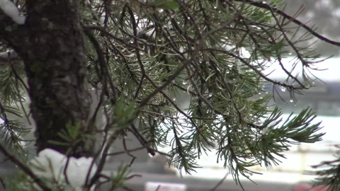Close-Up of Snowy Pine Branches with Soft Blurry Background in Winter Forest Stock Footage 321178771