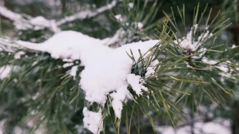 Close-up Snowy pine tree branches in winter. Coniferous snowy tree in winter. Stock Footage 170552757