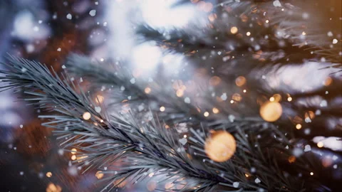 Close-Up Snowy Pine Tree With Warm Holiday Lights Видео 342332874