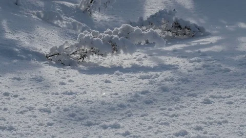 Close-Up: Snowy Plants in the Winter, Snow Falls Stock Footage 72003273