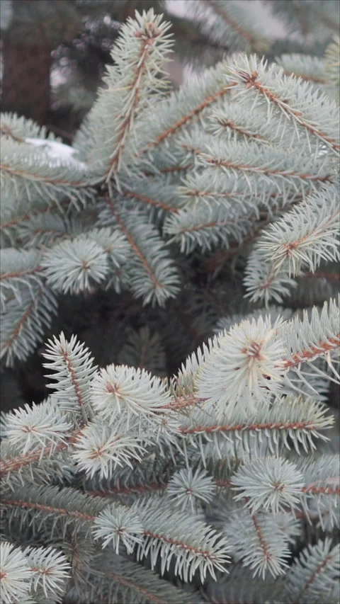 Close-Up Of Snowy Spruce Branches In Winter. Vertical.   Stock Footage 284344995