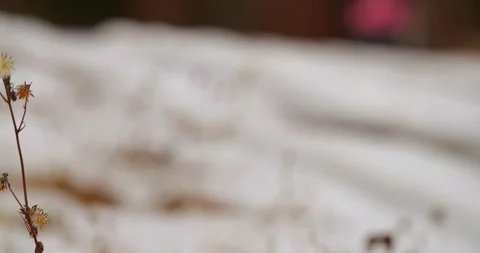 Close-Up of Snowy Stem in Field Video stock 293072014