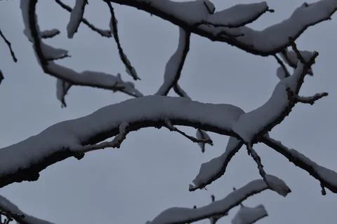 Close Up snowy tree branches Stock Photos