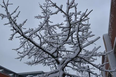 Close Up snowy tree branches Stock Photos