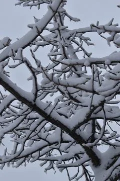 Close Up snowy tree branches Stock Photos