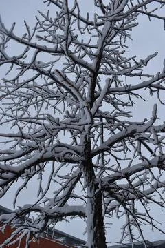Close Up snowy tree branches Stock Photos