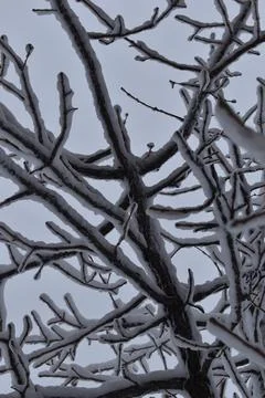 Close Up snowy tree branches Stock Photos