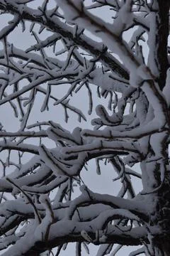 Close Up snowy tree branches Stock Photos