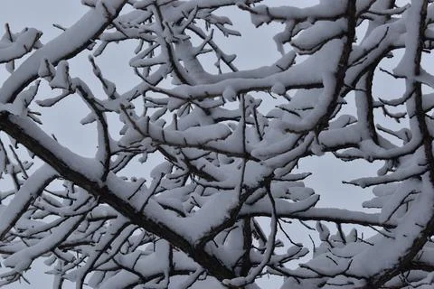 Close Up snowy tree branches Stock Photos