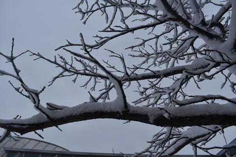 Close Up snowy tree branches Stock Photos