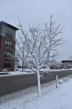Close Up snowy tree branches Stock Photos