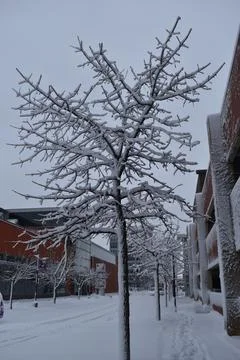 Close Up snowy tree branches Stock Photos