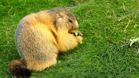 Close-up of a sociable marmot Stock Footage 87797681