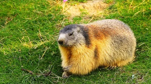 Close-up of a sociable marmot Stock Footage 108047675