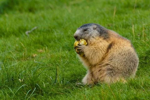 Close-up of a sociable marmot Stock-Fotos