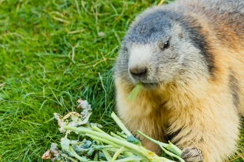 Close-up of a sociable marmot 스톡 사진