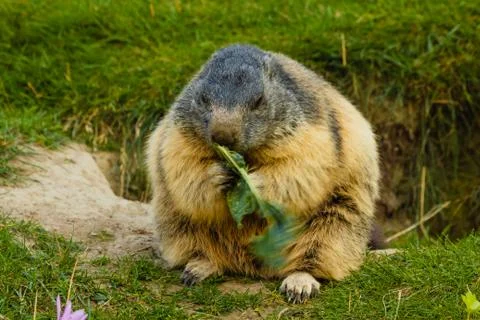 Close-up of a sociable marmot Stock Photos