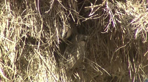 Close up of sociable weavers in their nests. Stock Footage 16512582