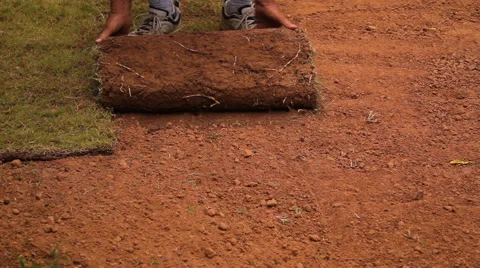 Close up of sod being rolled out onto fresh dirt. Stock-Footage 64539258