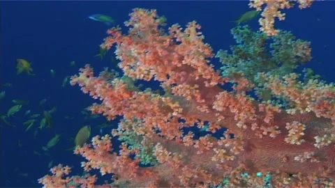 Close Up Of Soft Coral Branch Stock Footage 300067330