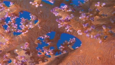 Close Of Soft Coral Branches Stock Footage 300055795