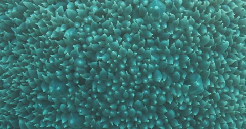 Close Up of Soft Coral Stock Footage 280101622