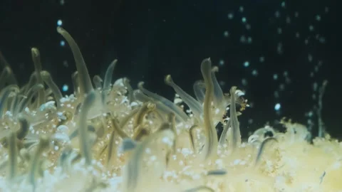 Close up of soft coral polyps or sea anemone under water with a dark background Stock Footage 278042447