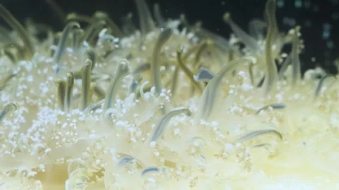 Close up of soft coral polyps or sea anemone under water with a dark background Stock Footage 280118295