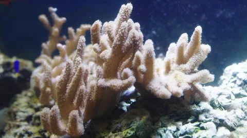 Close-up of soft coral polyps in an underwater reef environment. Light brow.. Stockbeeldmateriaal 340635847