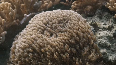 Close up of soft coral swaying in the current - Slowmotion Stock Footage 136210463