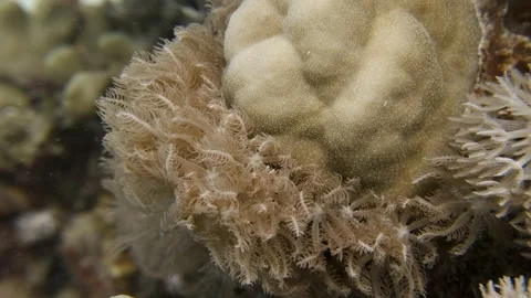 Close up of soft coral waiving in the current in slowmotion in 4k Stock Footage 288881212