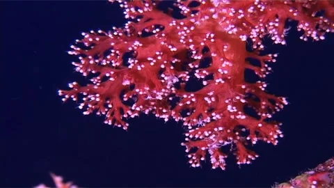Close Up Of Soft Corals In Blue Waters Stock Footage 300067651