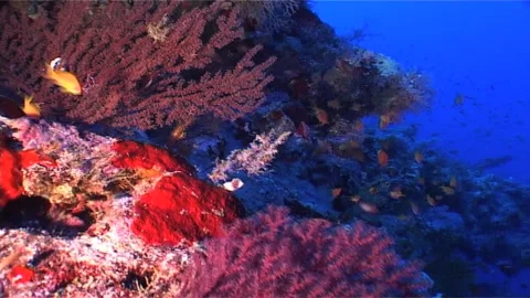Close Up Of Soft Corals In Deep Waters Stock Footage 300067748