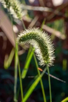 Close-up of soft, fluffy foxtail grass swaying against a blurred green spri.. Stock Photos