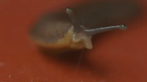 Close-up soft focus of slug crawling on red surface. 動画素材 330611743