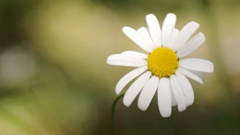 Close up, soft-focus video of chamomile flower swaying in the wind. Stock Footage 114306755
