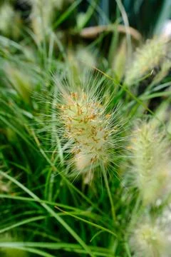 Close-up of soft foxtail grass in green garden Stock Photos